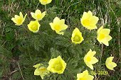 02 Pulsatilla alpina sulfurea 